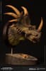 Gallery Image of Styracosaurus Bust