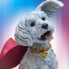 DC Comics Krypto™ Premium Format™ Figure