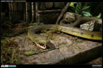 Recovery at Serpent Temple View 8