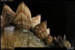 Stegosaurus Collector Edition View 5