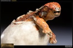 Euoplocephalus in Egg View 5