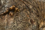 T-rex: The Tyrant King  Collector Edition View 14