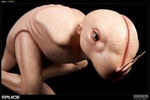 Dren View 5