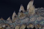 Gastonia Collector Edition View 11
