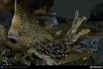 Killer Croc Collector Edition View 11