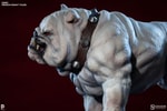 Dawg View 4