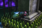 Beetlejuice (Prototype Shown) View 5