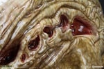 Alien Newborn Life-Size Head (Prototype Shown) View 8
