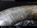 Xenomorph Life-Size Head (Prototype Shown) View 11