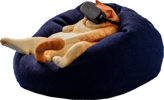 Orange Cat (Prototype Shown) View 4