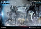 Queen Alien Battle