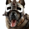 Dogmeat- Prototype Shown