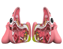 XXPOSED Patrick Star (Prototype Shown) View 9