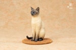 Siamese Cat