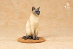 Siamese Cat