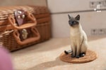Siamese Cat