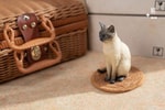 Siamese Cat