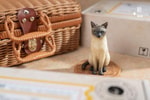 Siamese Cat