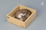 Sleeping Tabby Cat View 3