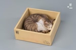 Sleeping Tabby Cat View 4