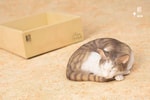 Sleeping Tabby Cat View 5