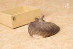 Sleeping Tabby Cat View 7