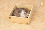 Sleeping Tabby Cat View 9