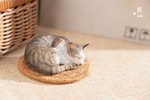 Sleeping Tabby Cat View 14