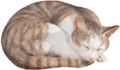 Sleeping Tabby Cat View 15