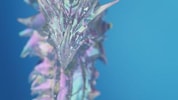 Aurene Dragon