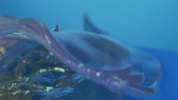 Aurene Dragon