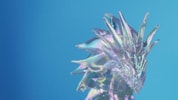 Aurene Dragon