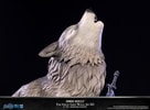 The Great Grey Wolf Sif