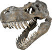 Tyrannosaurus Rex Large Skull Wall Decor