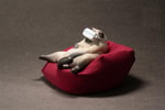Siamese Cat- Prototype Shown