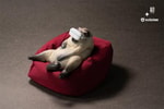 Siamese Cat- Prototype Shown