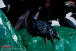Toothless & Hiccup