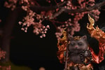Tieguai Li Cat Collector Edition - Prototype Shown