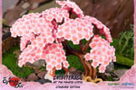Okamiden: Chibiterasu Standard Edition