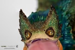 Pukei-Pukei
