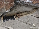 The First Blade (Prototype Shown) View 7