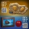 Trilobites Miniature Frame & Fossil Deluxe- Prototype Shown