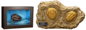 Trilobites Miniature Frame & Fossil Deluxe