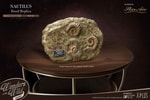 Nautilus Miniature Frame & Fossil Deluxe- Prototype Shown