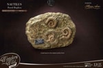 Nautilus Miniature Frame & Fossil Deluxe