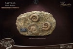 Nautilus Miniature Frame & Fossil Deluxe
