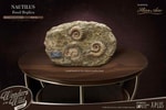 Nautilus Miniature Frame & Fossil Deluxe