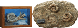 Nautilus Miniature Frame & Fossil Deluxe