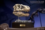 T-Rex Head Skull- Prototype Shown
