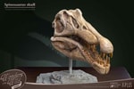 Spinosaurus Head Skull- Prototype Shown